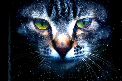 GLOW IN THE DARK WALLPAPER (