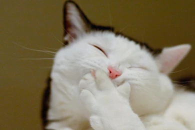 Funny Wallpapers Hd For Facebook Archives Free Desktop Wallpapers ...