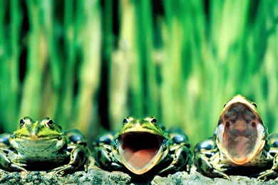 Frog Desktop Wallpapers   Images   Tbwnz.com