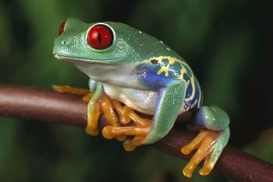 Frog Desktop Wallpapers   HD Wallpapers Inn