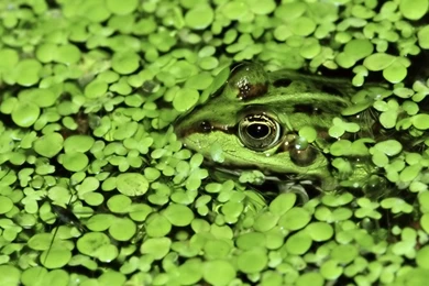 Desktop Wallpapers · Gallery · Animals · Freshwater Frog