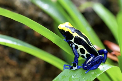 Poison Frog Wallpapers Wide   Uncalke.com
