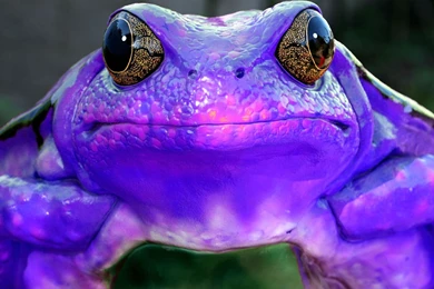Purple Frog Sick Frog Free Desktop Wallpapers