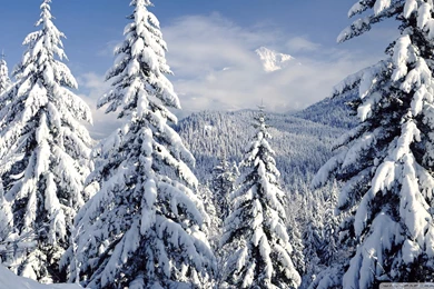 Snowy Trees Wallpapers