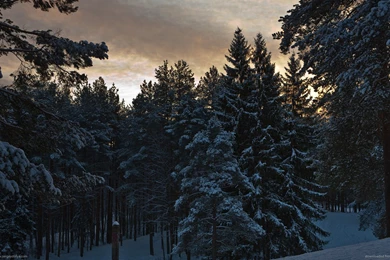 Download 1600x900 Snowy Pine Trees Wallpapers