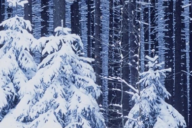 640x960 Snowy Trees Iphone 4 Wallpapers