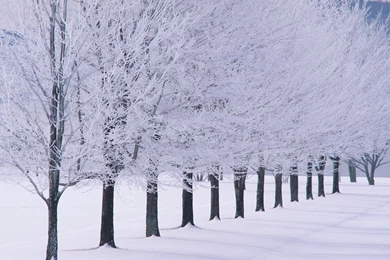 Laptop Backgrounds With Winter Wallpapers   Snow On Trees