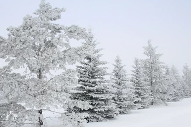 Snowy Trees : Desktop And Mobile Wallpapers : Wallippo