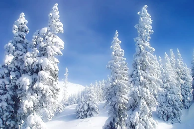 Snowy Fir Branch Wallpapers