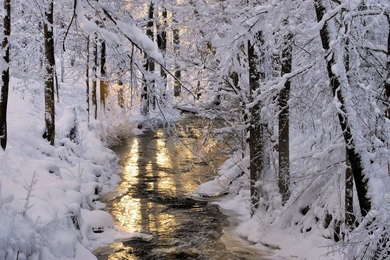 Amazing Snowy Trees 1920x1080px