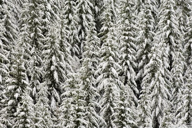 Palm Trees In The Snow Wallpapers