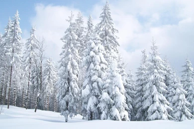 Best Landscape Wallpaper: Amazing Snow Trees 733773 Landscape