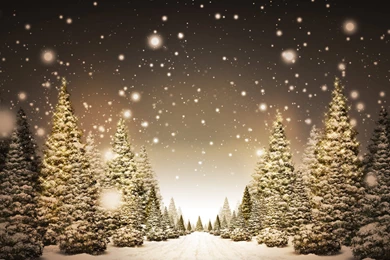 Download 1600x1200 Snowy Pine Trees In Snowflakes Wallpapers