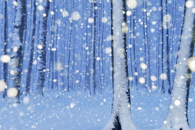 Nature Snow Trees Forest Snowy Wallpapers