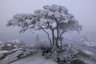 Snowy Trees At Night (id: 39871) – BUZZERG