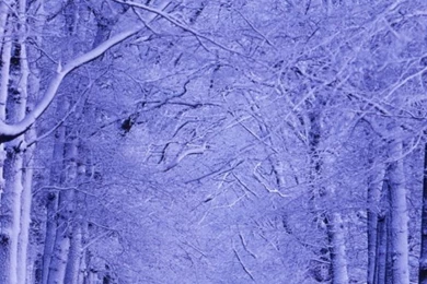 Snowy Trees HD Desktop Wallpapers : Widescreen : High Definition ...