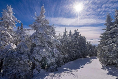 Sun Shining Bright On The Snowy Trees HD Desktop Wallpapers ...