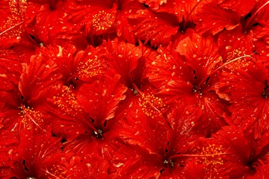 Desktop Wallpapers · Gallery · Nature · Red Flowers