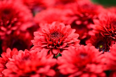 Red Flowers Backgrounds   HD Wallpapers