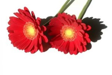 Red Flowers With Shadow On White Backgrounds Photo