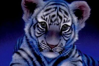 Tiger Phone Wallpapers   Wallpapers HD Fine