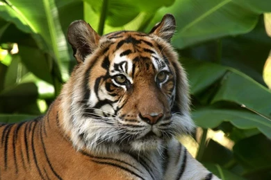 Tiger Wallpapers Free Download   Widescreen HD Wallpapers