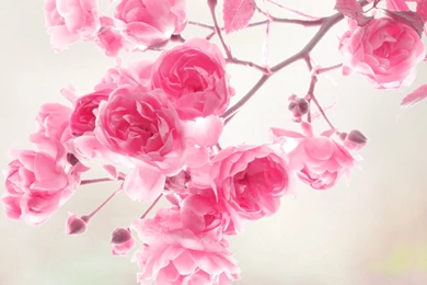 Pink Roses Image, Blooming Roses On Thin Branch, Amazing Scene ...