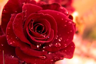 Roses Wallpapers 15   Best Wallpapers Collection