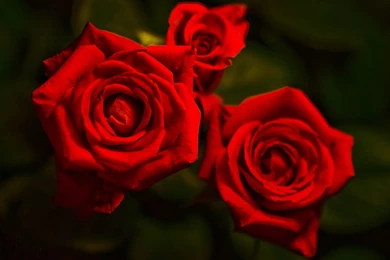 Red Roses Wallpapers Collection (43+)