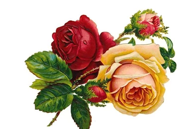 Download Vintage Roses The Free Wallpapers 1024x768