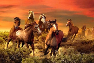 Horse Wallpapers   Android Apps On Google Play