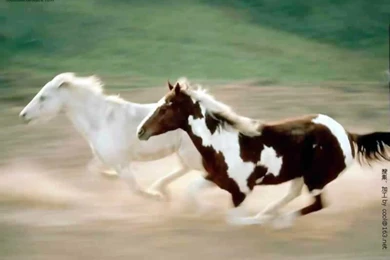 Top Horse Pictures   Part 2