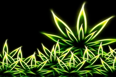 Desktop Weed Wallpapers HD   CuteWallpaper.org