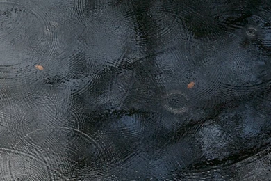 Traces Tattoos Samsung Galaxy S5 Wallpapers