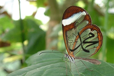 Islamic Wallpapers Free Download Ism e Muhamma