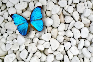 Blue Butterfly Wallpaper Backgrounds 1728 1920x1200   UMad.com