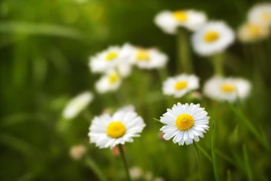 White Flowers Blur Wallpapers Download HD High Quality