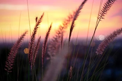 Plant Macro Photography, Sunset, Grass, Leaves, Blur Wallpapers ...