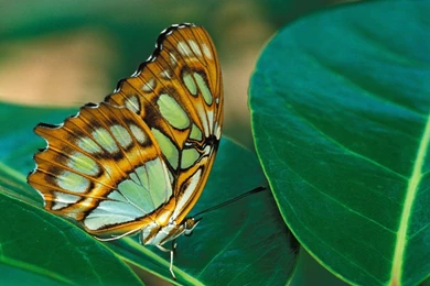 Beautiful Butterfly Wallpaper Backgrounds Hd