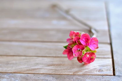 Gallo Organico: Still Life Backgrounds (Be Still 52,