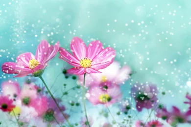 Cute Flower Wallpapers