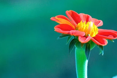 Beautiful Cute Flower Wallpapers For Desktop In HD