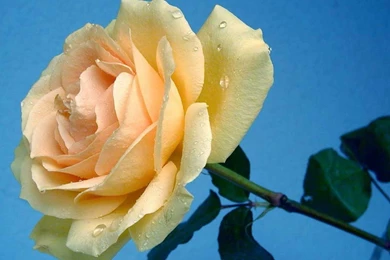 Cute Flower Wallpapers   Desktop Backgrounds