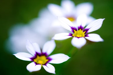 White And Purple Flowers Cute Wallpapers Share This Cute Wallpapers ...