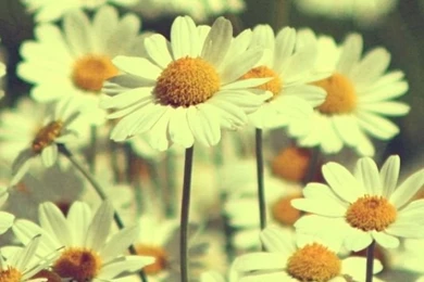 Vintage Daisies Photography
