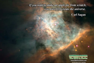 Carl Sagan Need Plz Anyone Got Decent