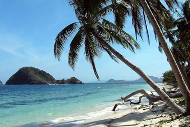 HD Palm Tree Cool Desktop Backgrounds For PC And Phones ...