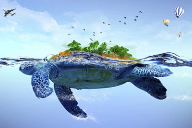 Turtle And Airplane Water Backgrounds Wallpapers