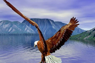 Eagle Hd Wallpapers Bald Eagle Hd Wallpapers Bald Eagle Wallpapers ...