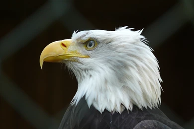 Bald Eagle Hd Dekstop Wallpapers Bald Eagle. Eagle Wallpapers Hd ...